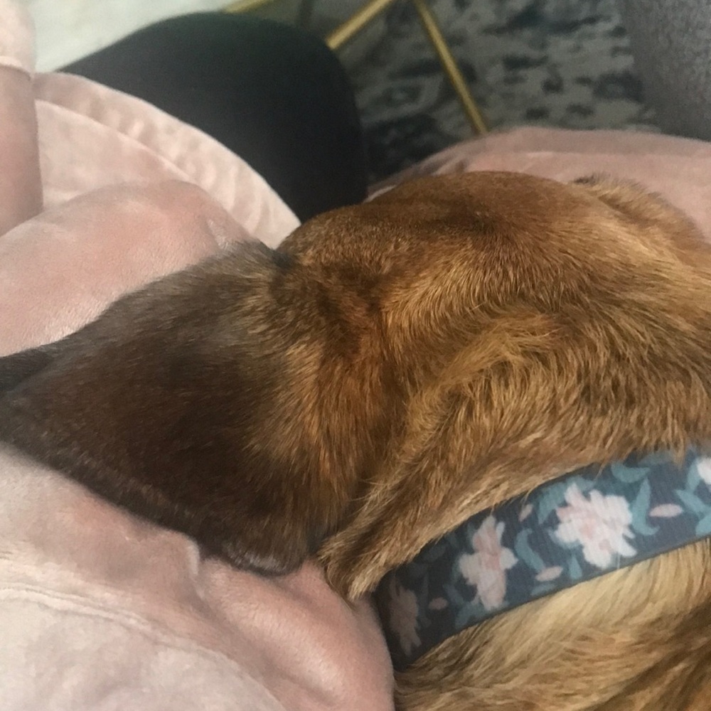 Meet your Posher, Donna